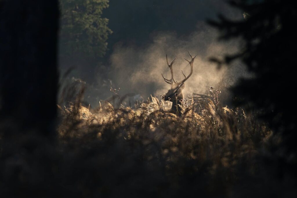 Red deer stag in morning autumn mist